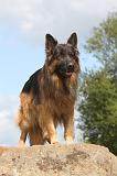BERGER ALLEMAND 317